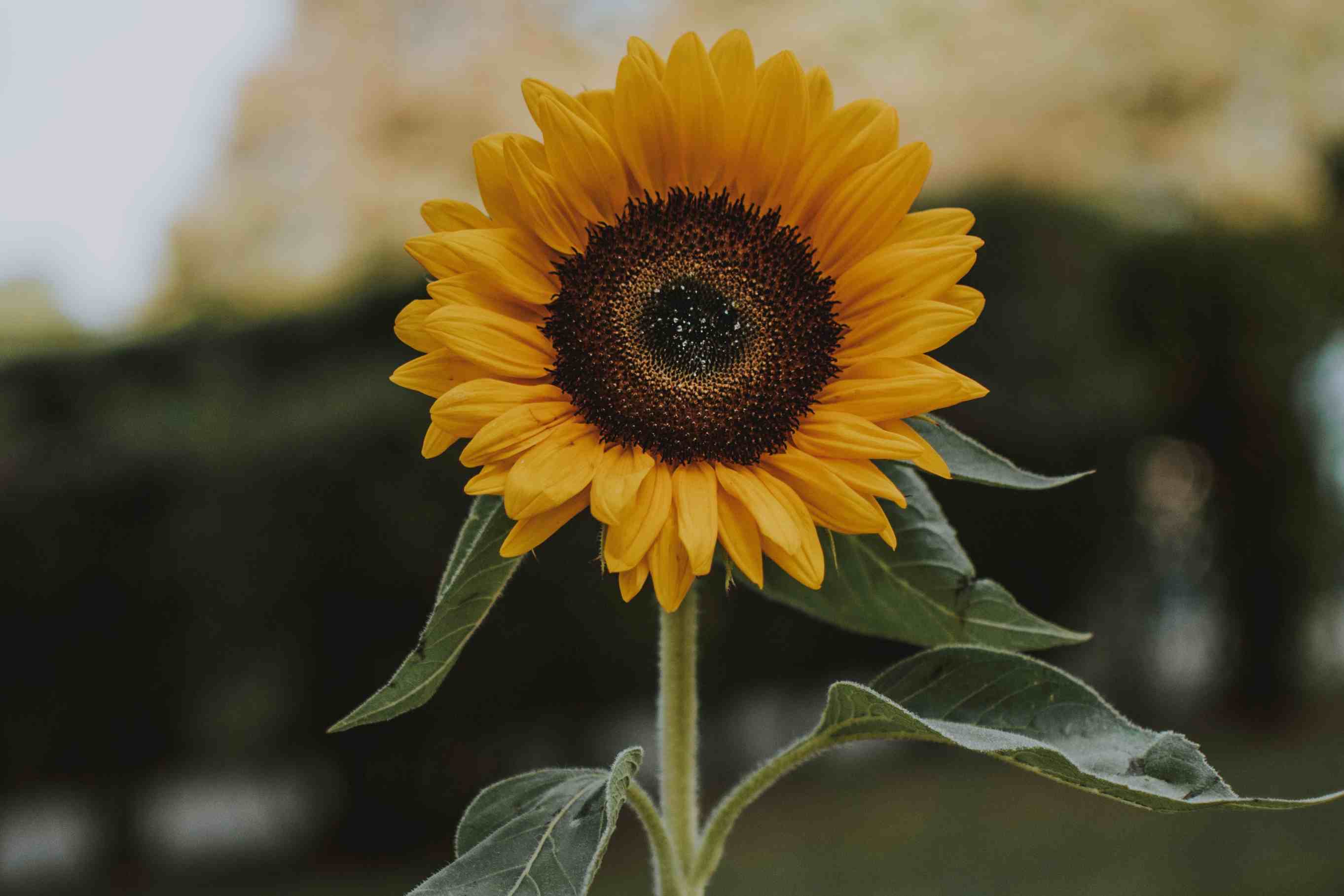 mengetahui kepribadian seseorang dari bunga