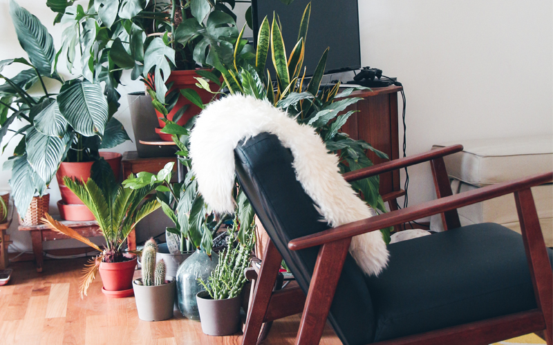 Jaga kebersihan di sekitar tanaman hias