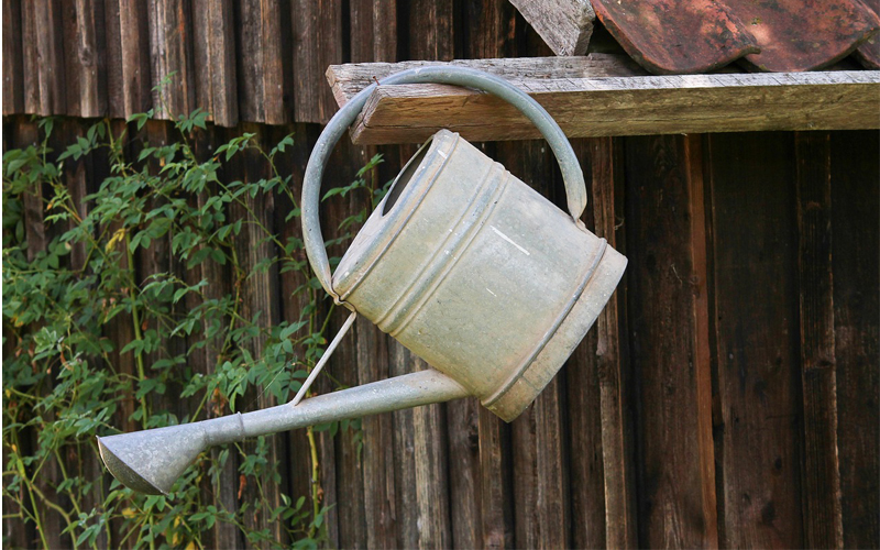 Penuhi kebutuhan air dan sinar matahari