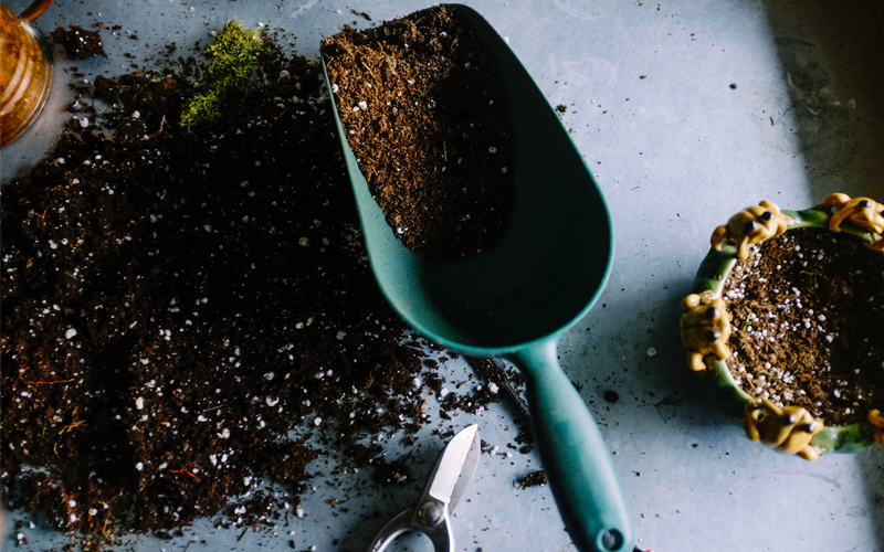 Beri pupuk secara berkala