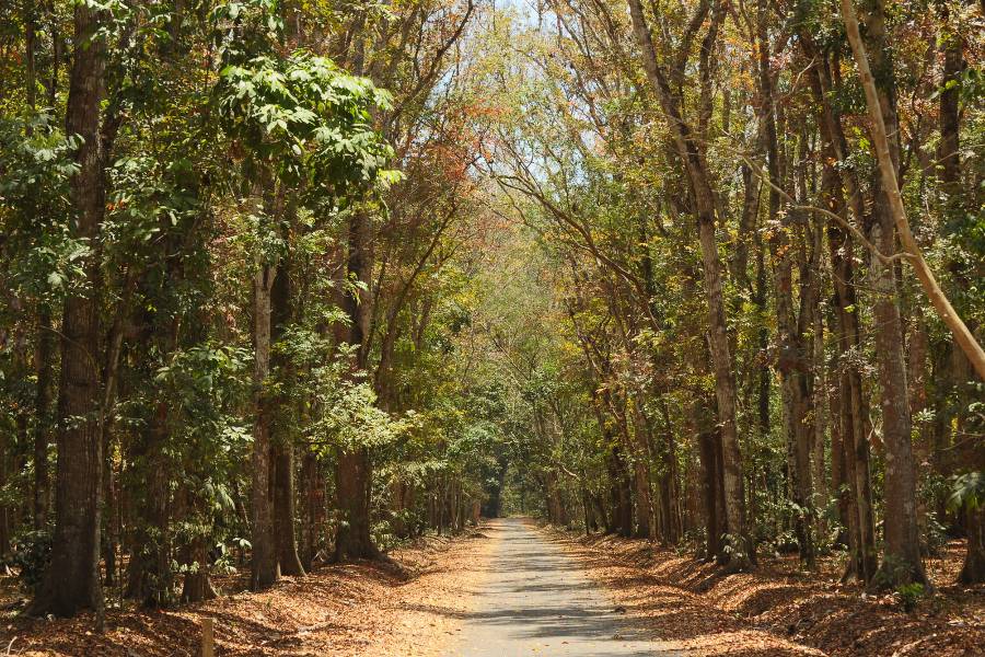 taman alas purwo wisata eco-travel