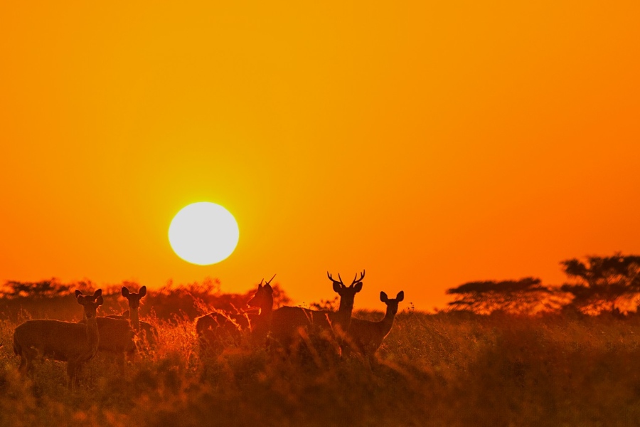 wisata eco-friendly taman baluran